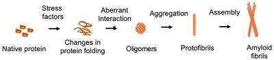 Therapeutic Approaches Targeting Protein Aggregation in Amyotrophic Lateral Sclerosis